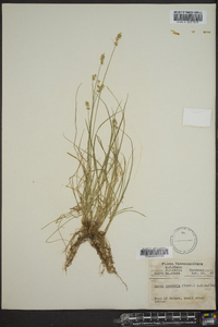 Carex texensis image