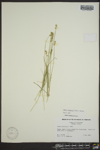 Carex texensis image