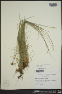 Carex texensis image