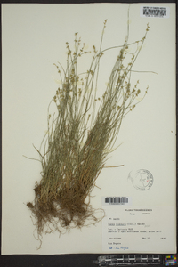 Carex texensis image