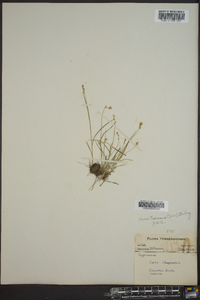 Carex texensis image