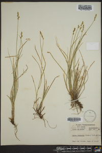 Carex texensis image