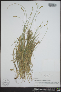 Carex texensis image