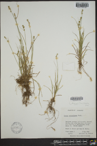 Carex texensis image