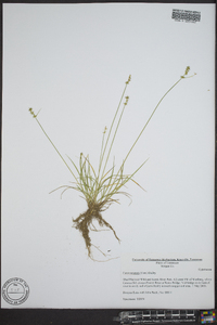 Carex texensis image