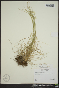 Carex texensis image