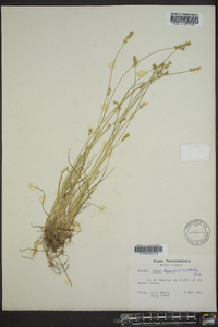 Carex texensis image