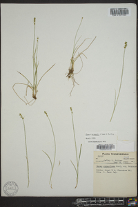 Carex texensis image