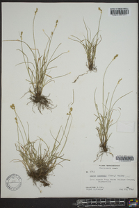 Carex texensis image