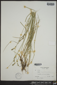 Carex texensis image