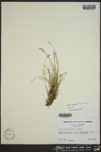 Carex texensis image