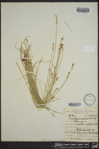 Carex texensis image