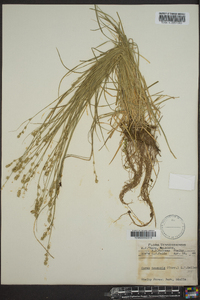 Carex texensis image