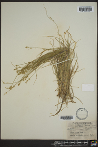 Carex texensis image