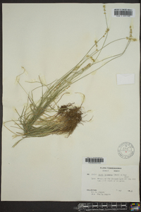 Carex texensis image