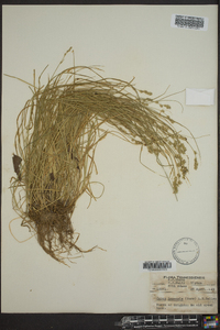 Carex texensis image