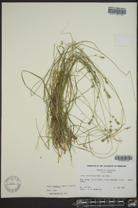 Carex texensis image