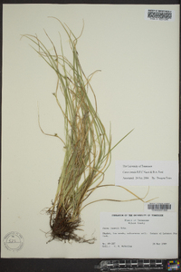 Carex timida image