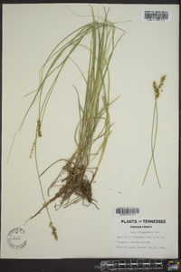 Carex triangularis image