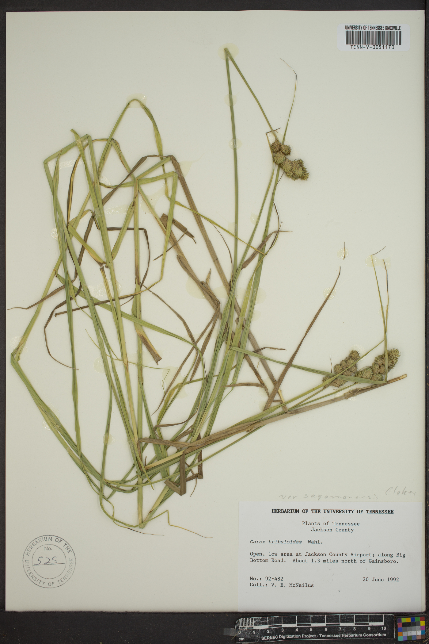 Carex tribuloides var. sangamonensis image