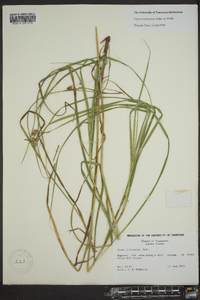 Carex trichocarpa image