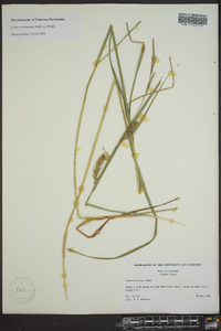 Carex trichocarpa image