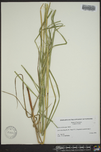 Carex trichocarpa image