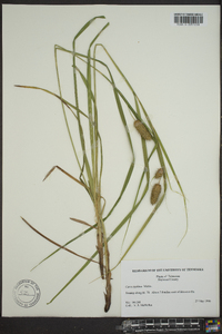 Carex typhina image