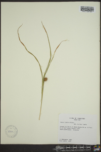 Carex typhina image