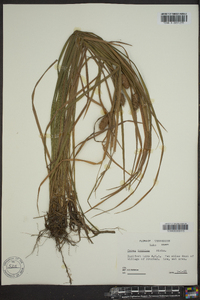 Carex typhina image