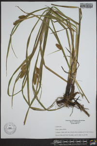 Carex typhina image