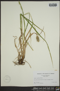 Carex typhina image