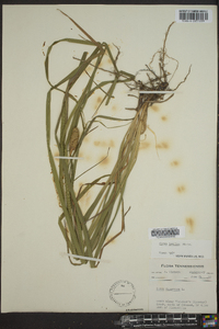 Carex typhina image