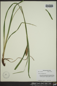 Carex typhina image