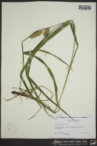 Carex typhina image