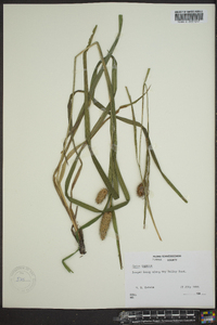 Carex typhina image