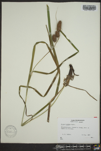 Carex typhina image