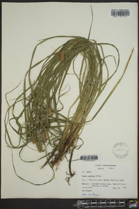 Carex typhina image