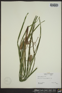 Carex typhina image