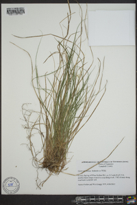 Carex umbellata image