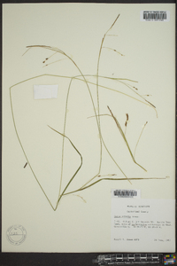 Carex venusta image