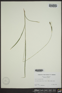 Carex virescens image