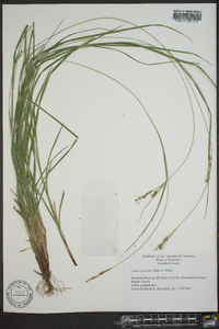 Carex virescens image