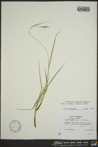 Carex virescens image