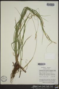 Carex virescens image