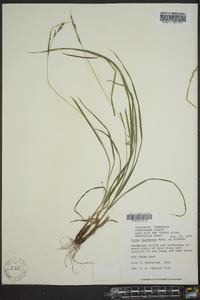 Carex virescens image