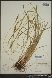 Carex virescens image