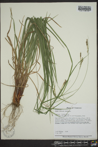 Carex virescens image