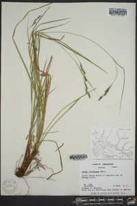 Carex virescens image