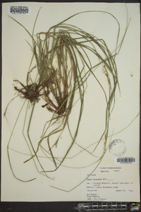 Carex virescens image